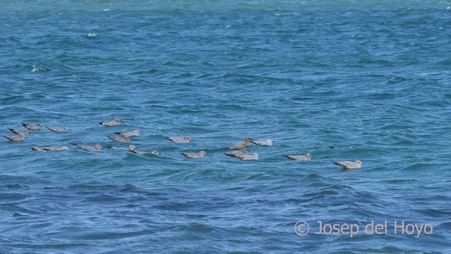 Gaviota Garuma - ML608604068