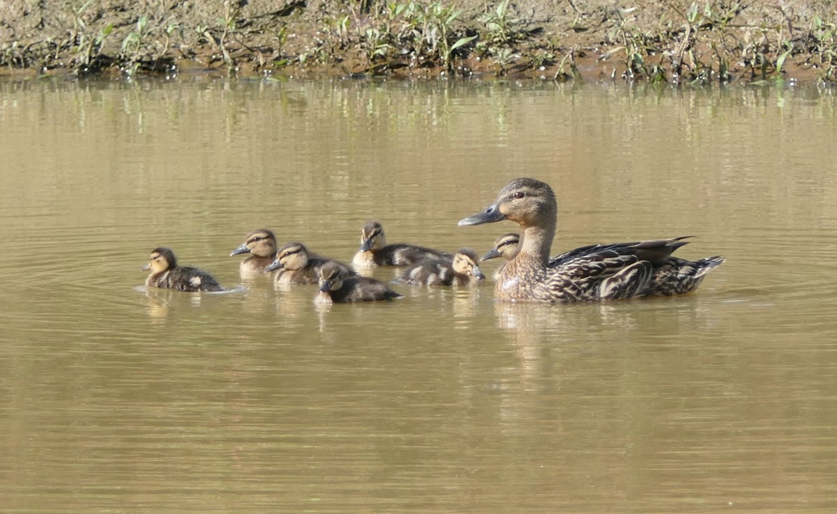 Canard colvert - ML608604082