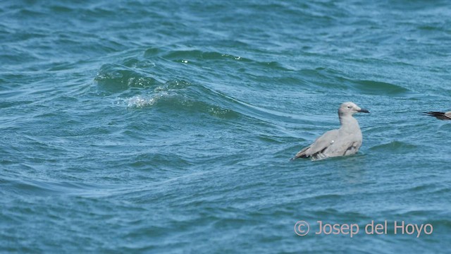 Gray Gull - ML608604135