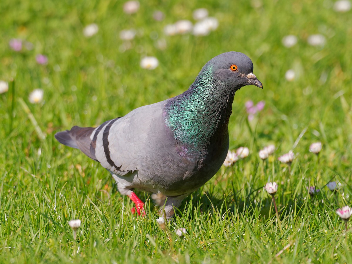 Rock Pigeon (Feral Pigeon) - ML608604176