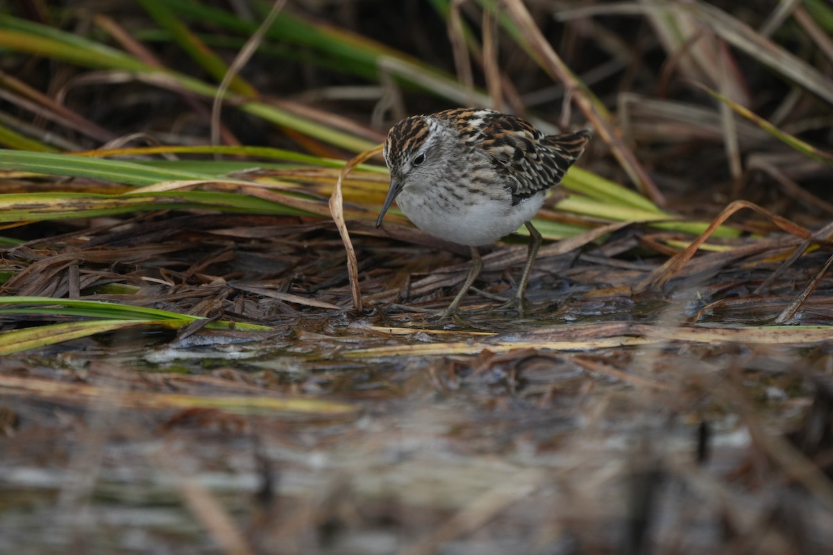 Long-toed Stint - Luis Gles