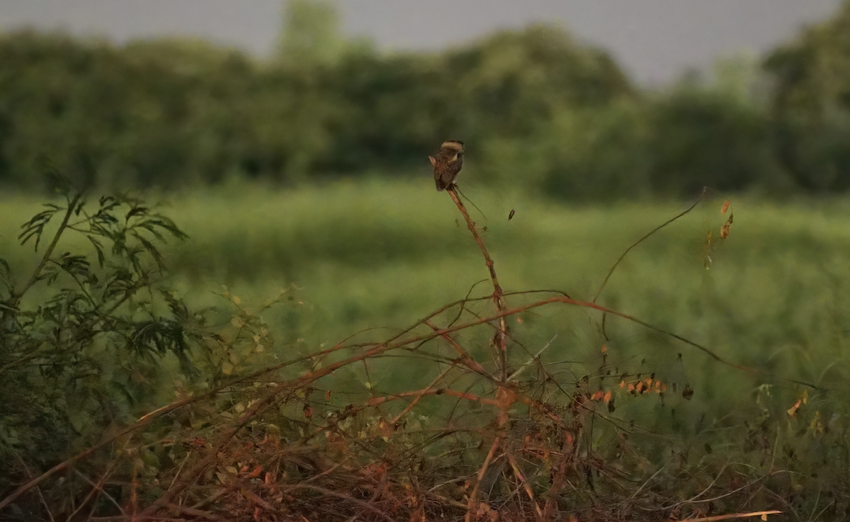 Indian Scops-Owl - Aman Gujar