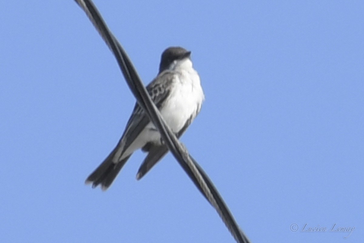 Eastern Kingbird - ML608604365