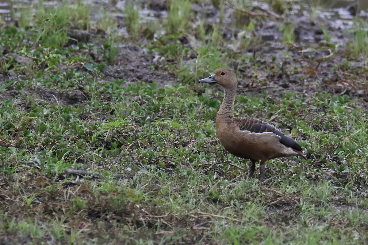 Dendrocygne siffleur - ML608604391