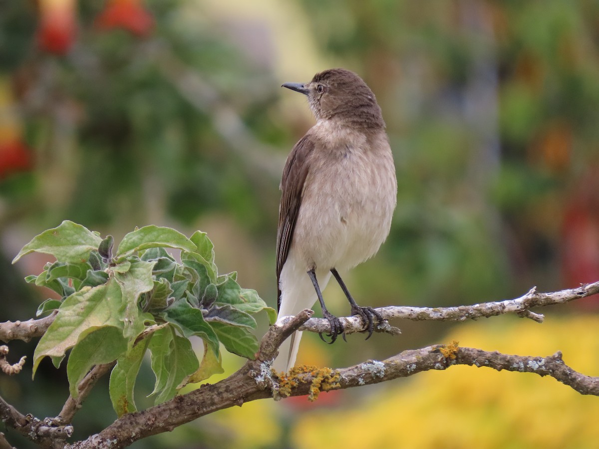 Streak-throated Bush-Tyrant - ML608604496