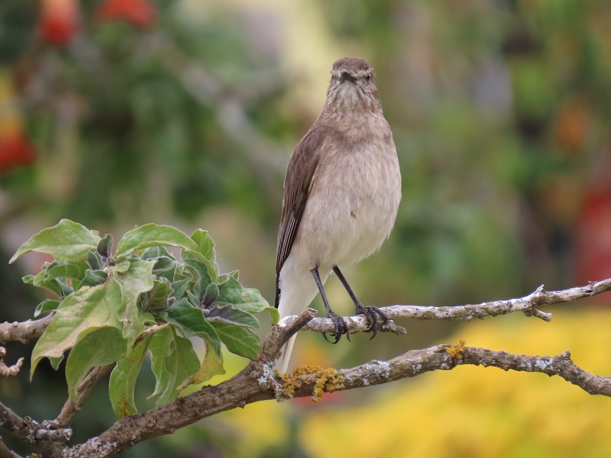 Streak-throated Bush-Tyrant - ML608604497