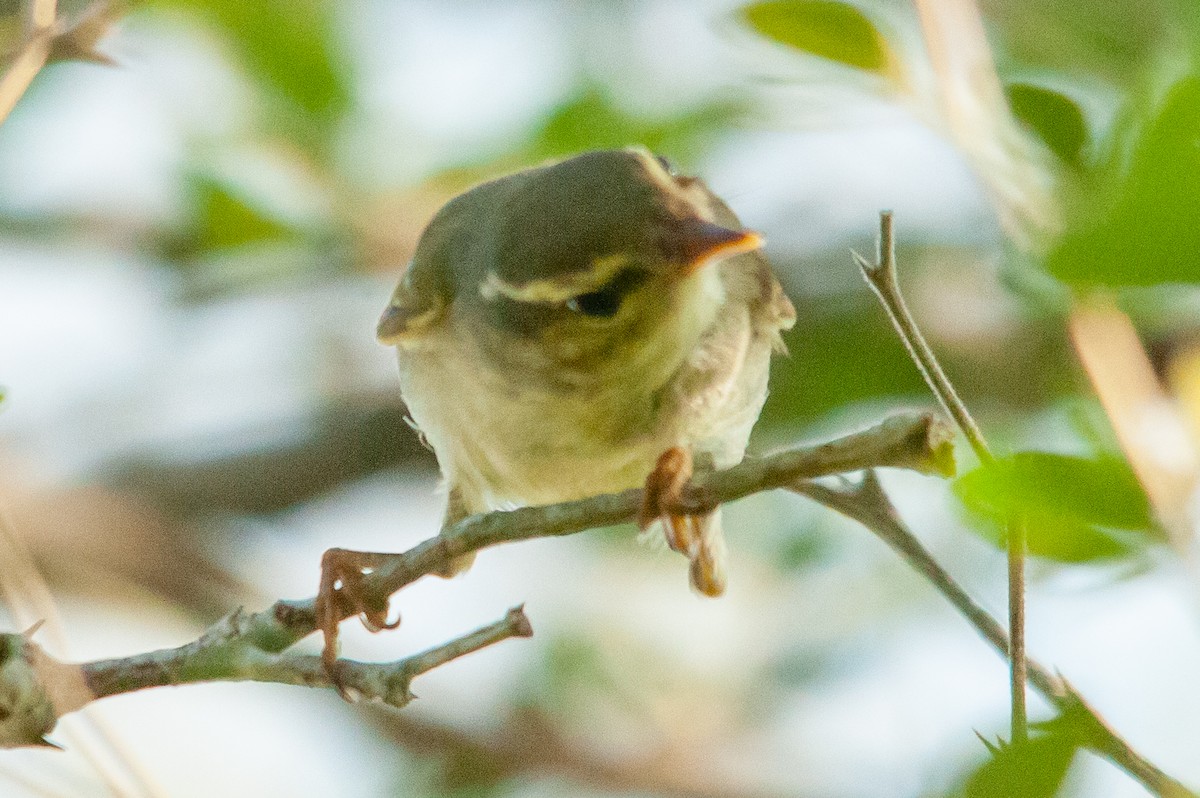 Two-barred Warbler - Anonymous