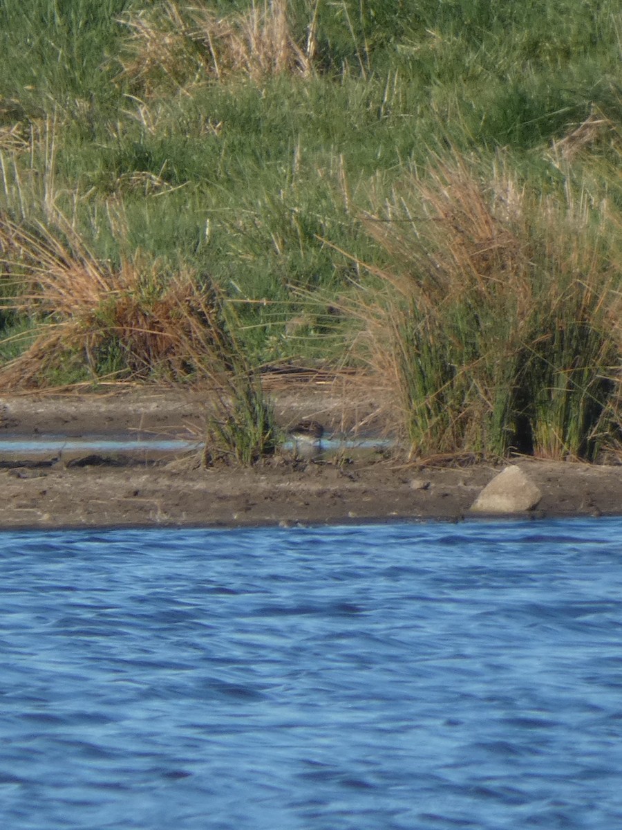 Pectoral Sandpiper - ML608604676