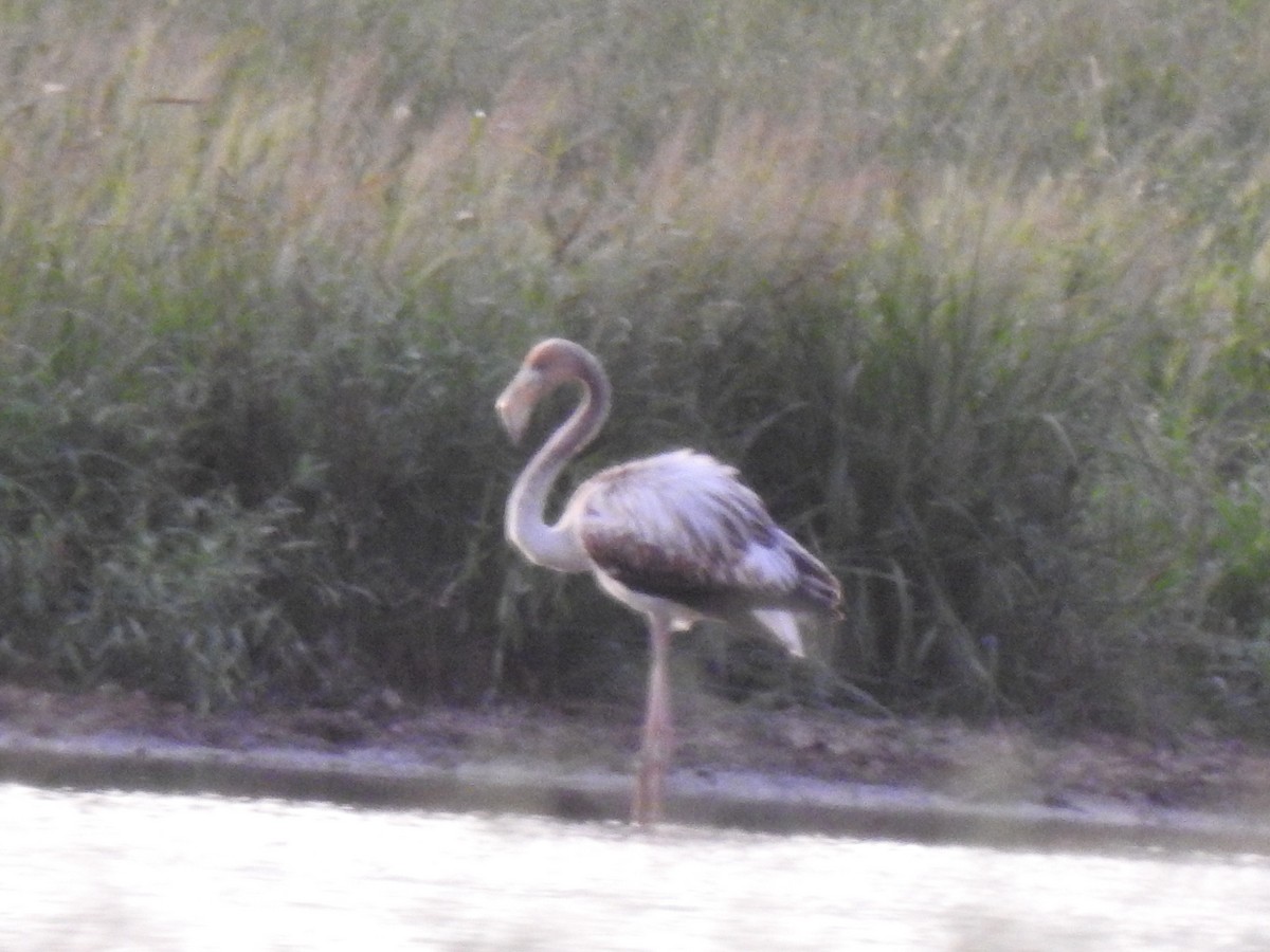 American Flamingo - ML608604765