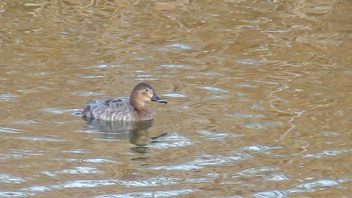 Common Pochard - ML608604828