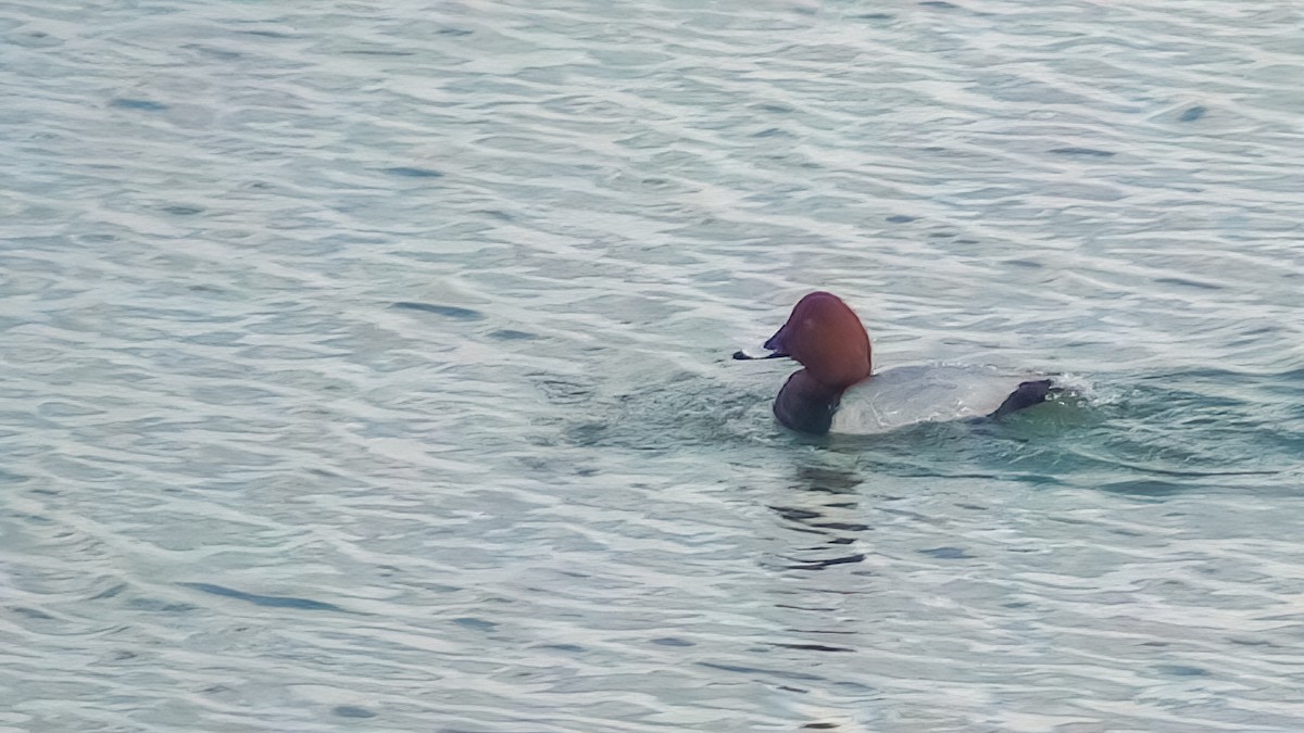 Common Pochard - ML608604833