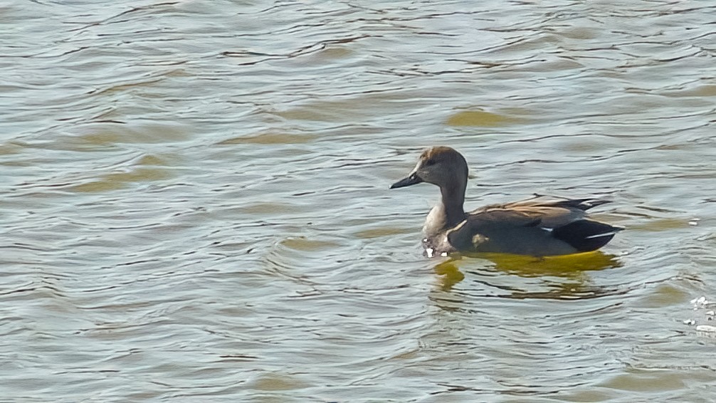 Gadwall - ML608604834