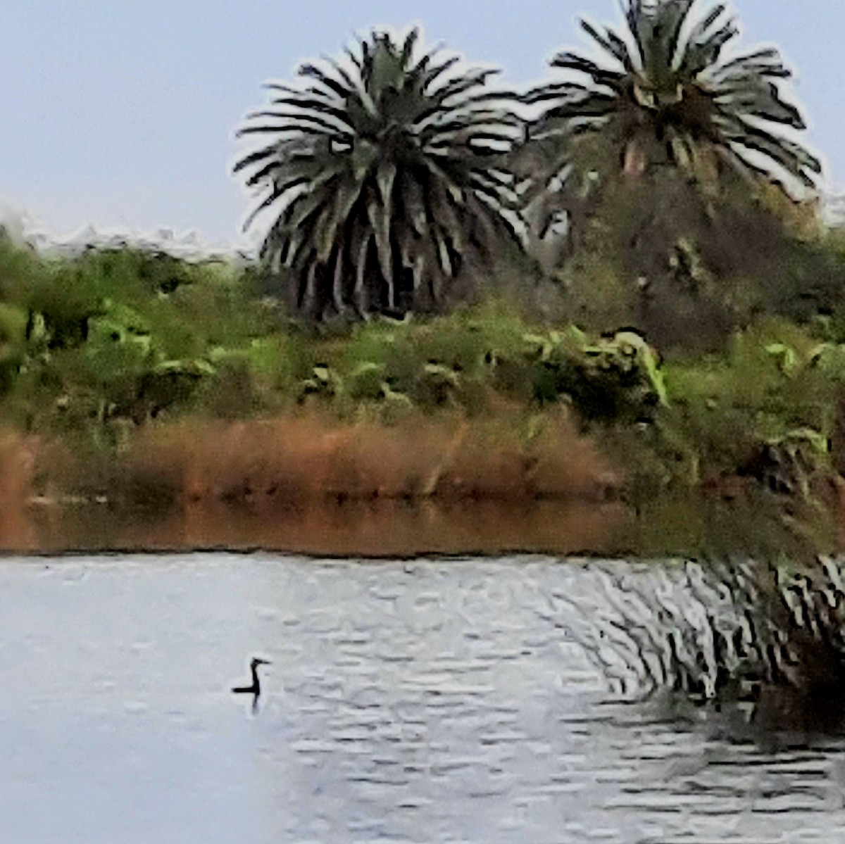 Great Grebe - Rebeca Moreno