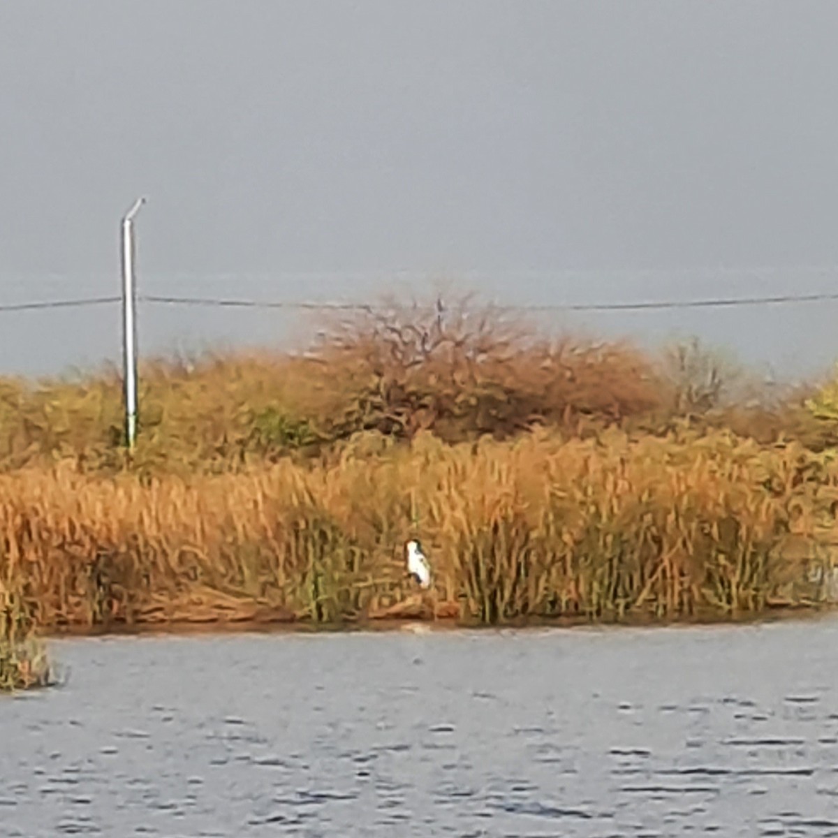 Cocoi Heron - Rebeca Moreno