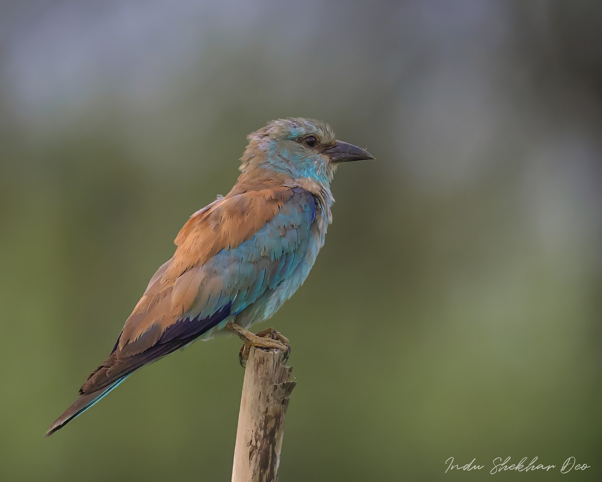 European Roller - Indu Shekhar Deo