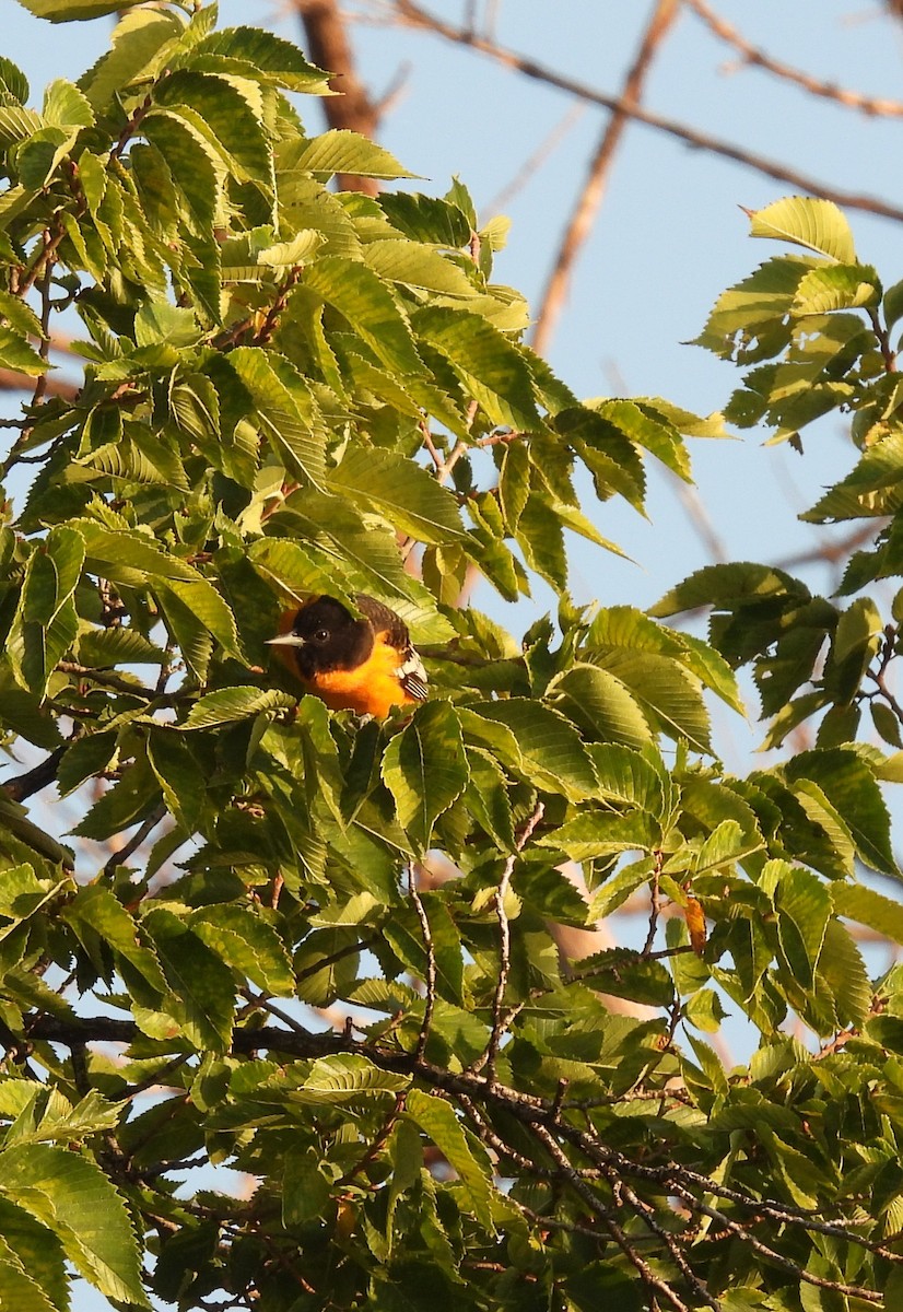 Baltimore Oriole - ML608604946