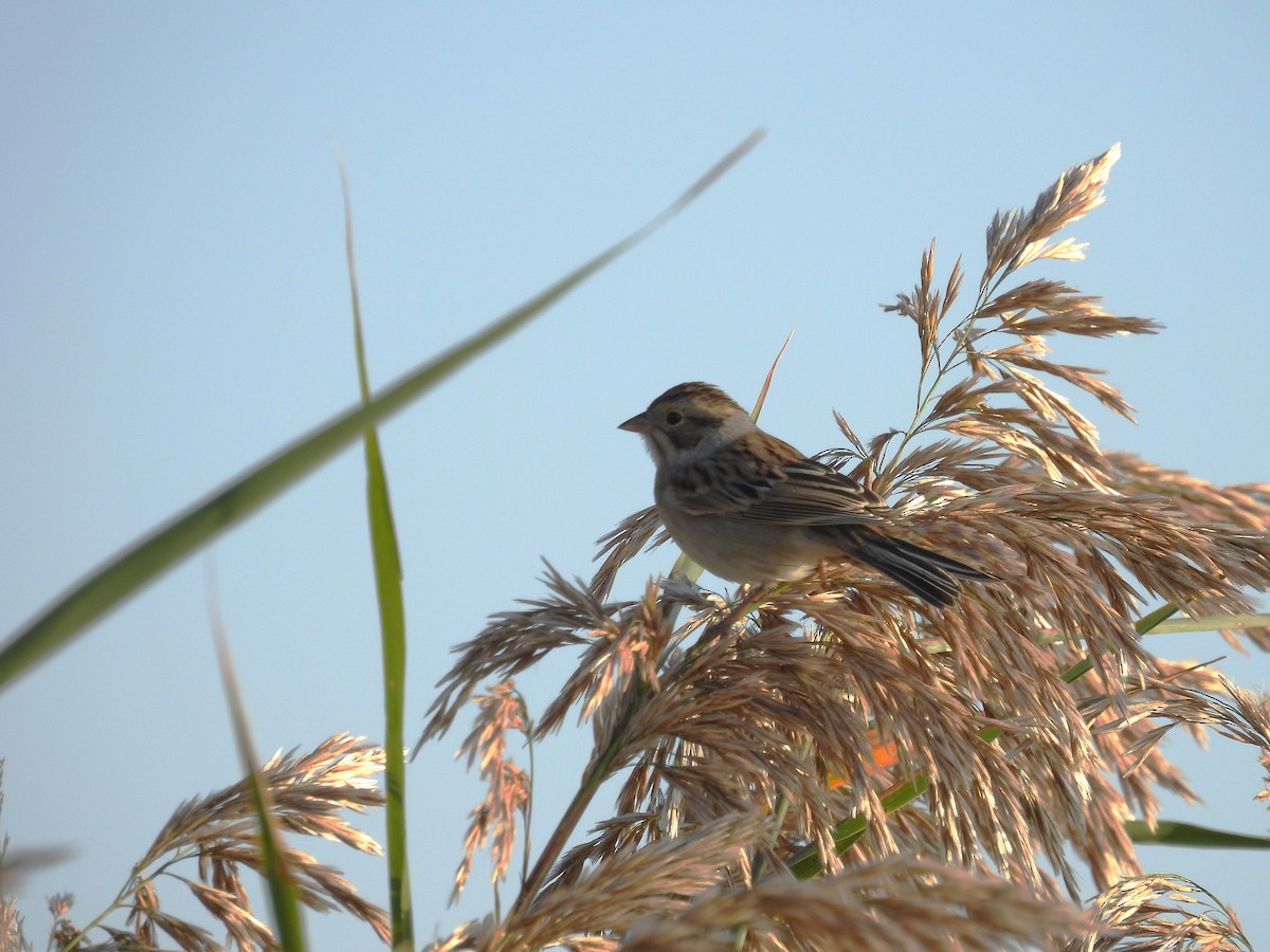 Clay-colored Sparrow - ML608604954