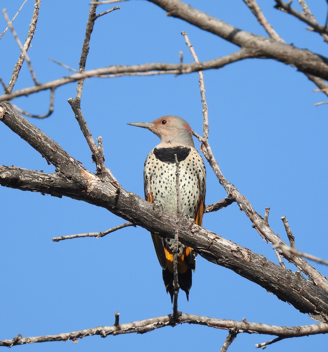 Northern Flicker - ML608604968