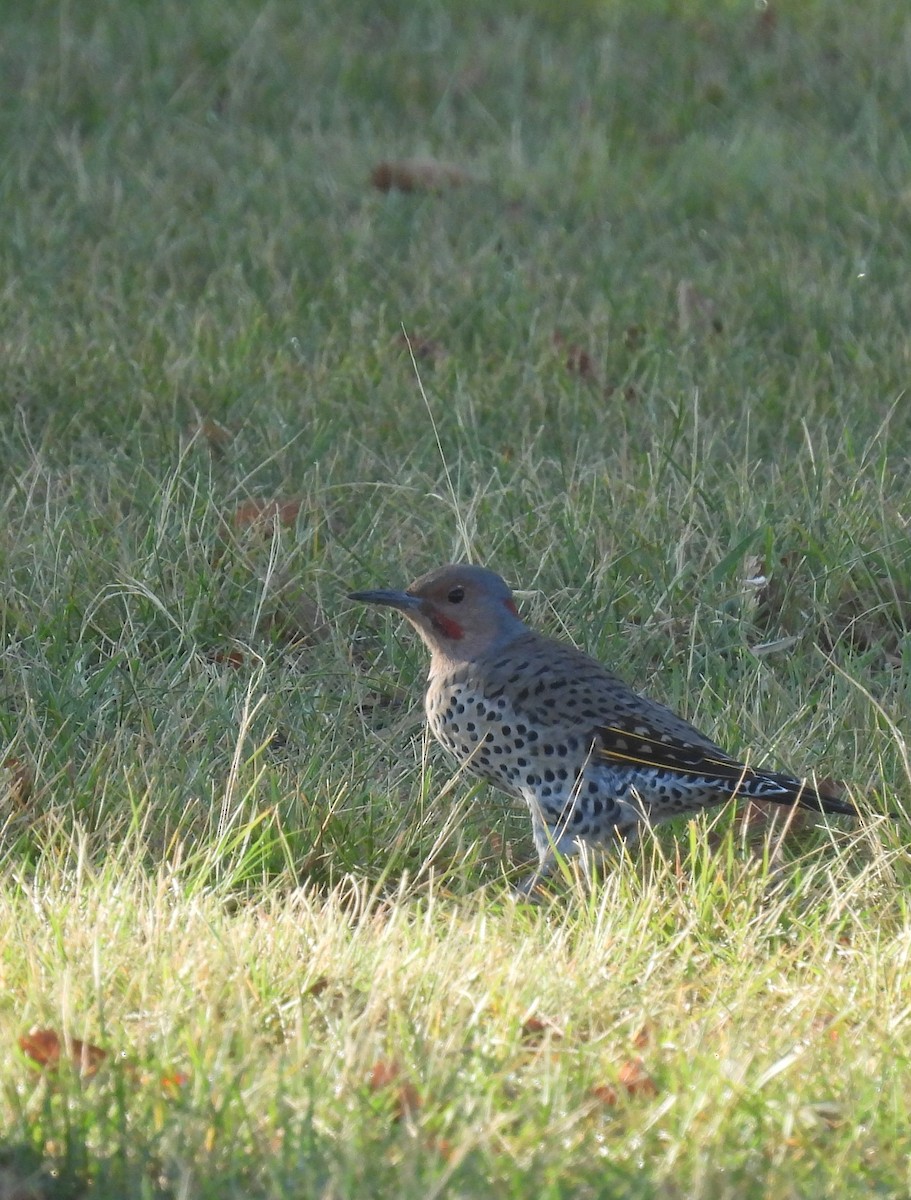 Northern Flicker - ML608604972