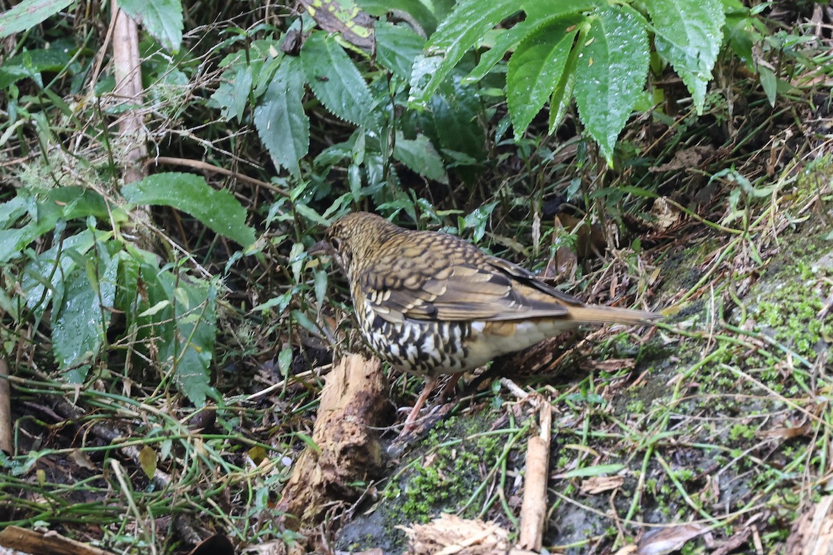 Russet-tailed Thrush - ML608605080