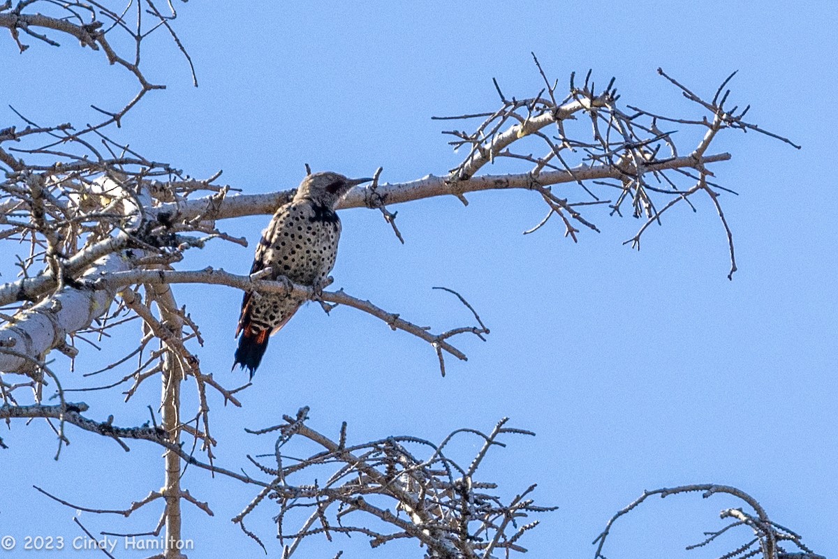 Northern Flicker (Red-shafted) - Cindy Hamilton