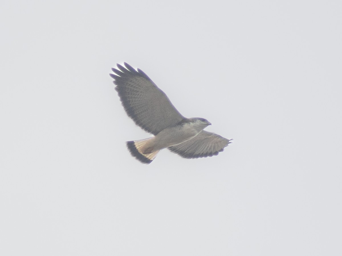 Variable Hawk - ML608605152