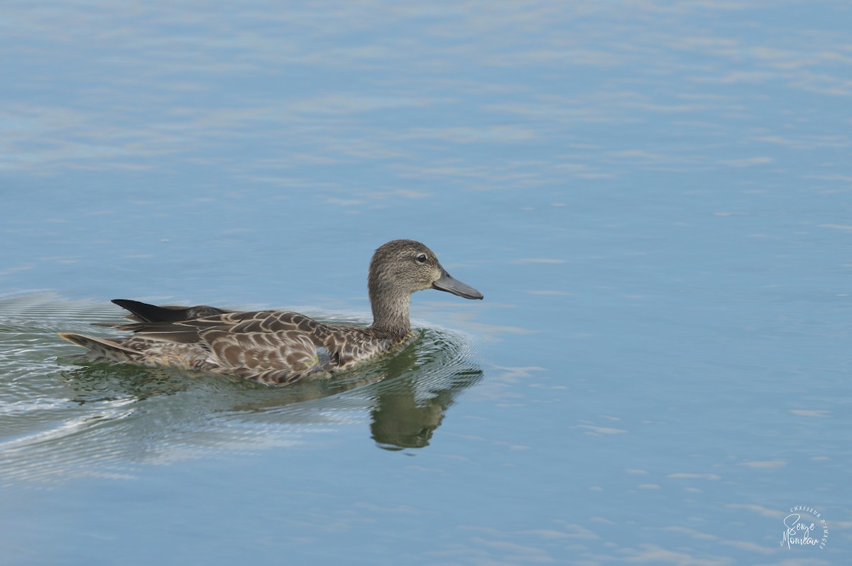 Blue-winged Teal - ML608605184