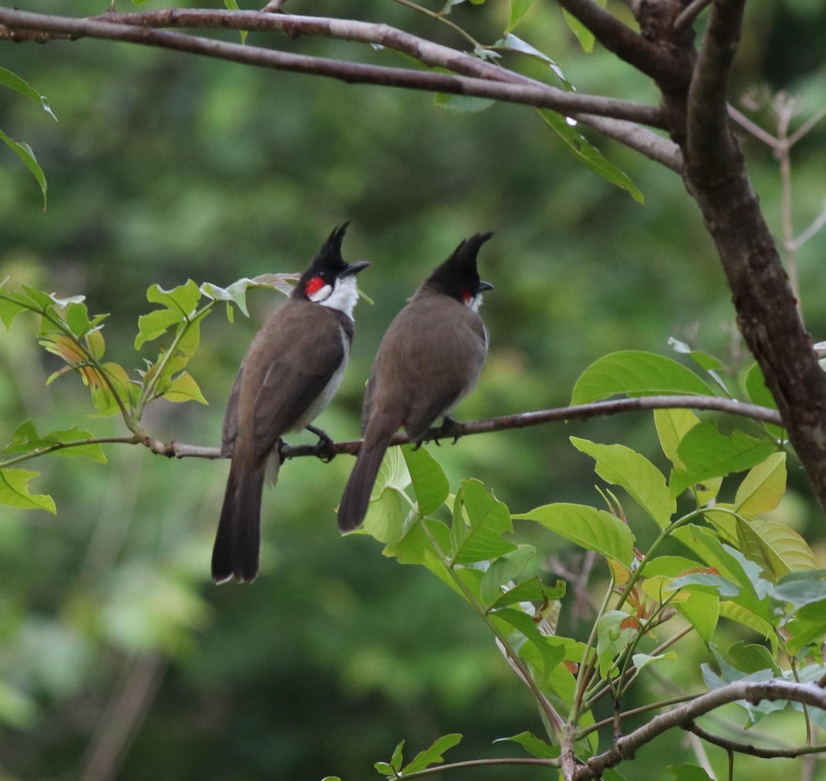 Red-whiskered Bulbul - ML608605197