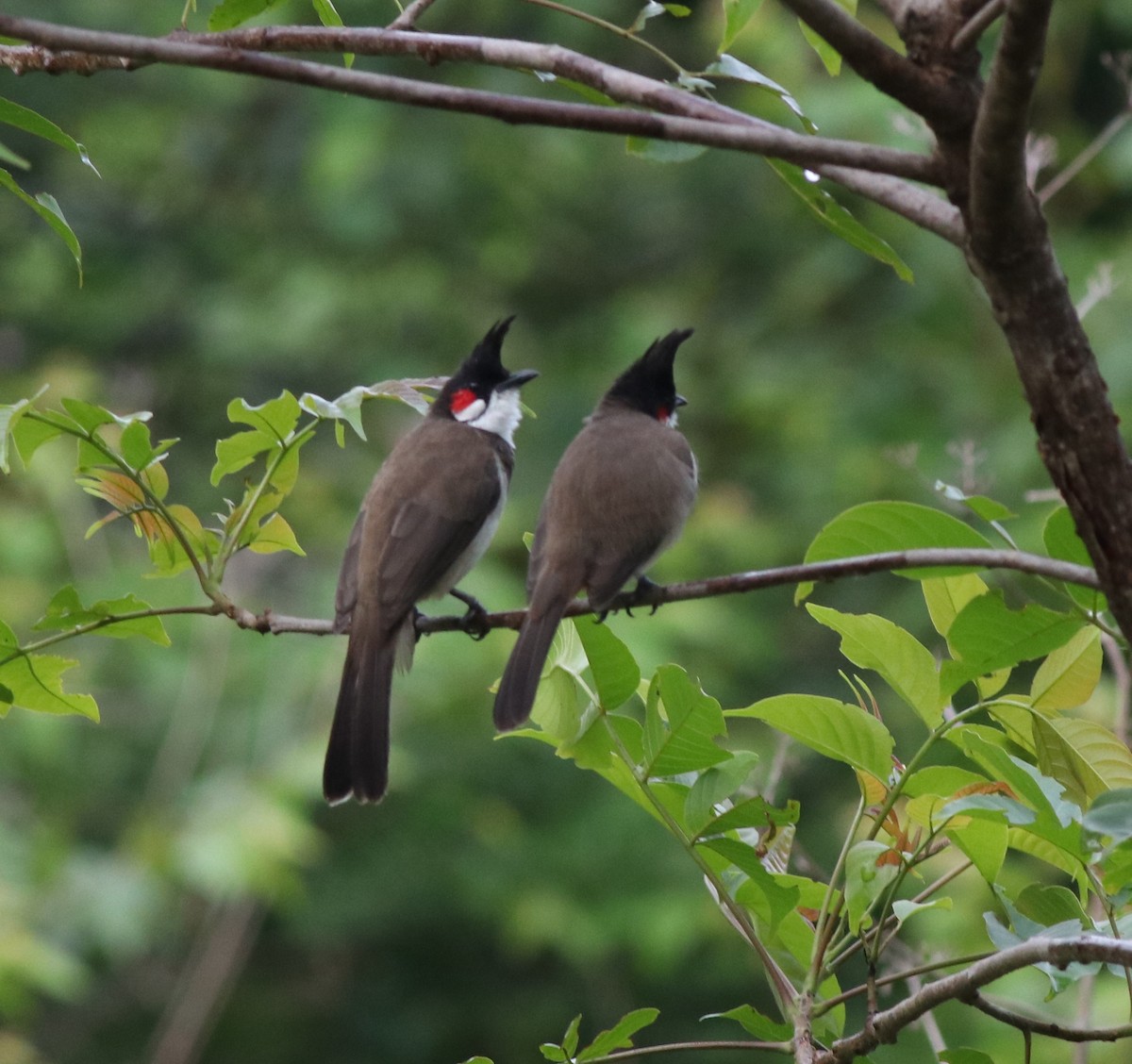 Red-whiskered Bulbul - ML608605199