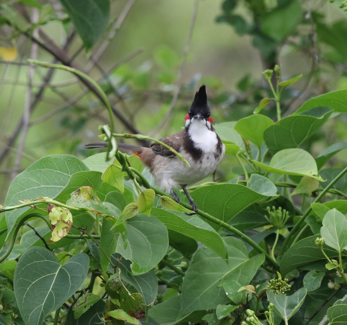 Red-whiskered Bulbul - ML608605200