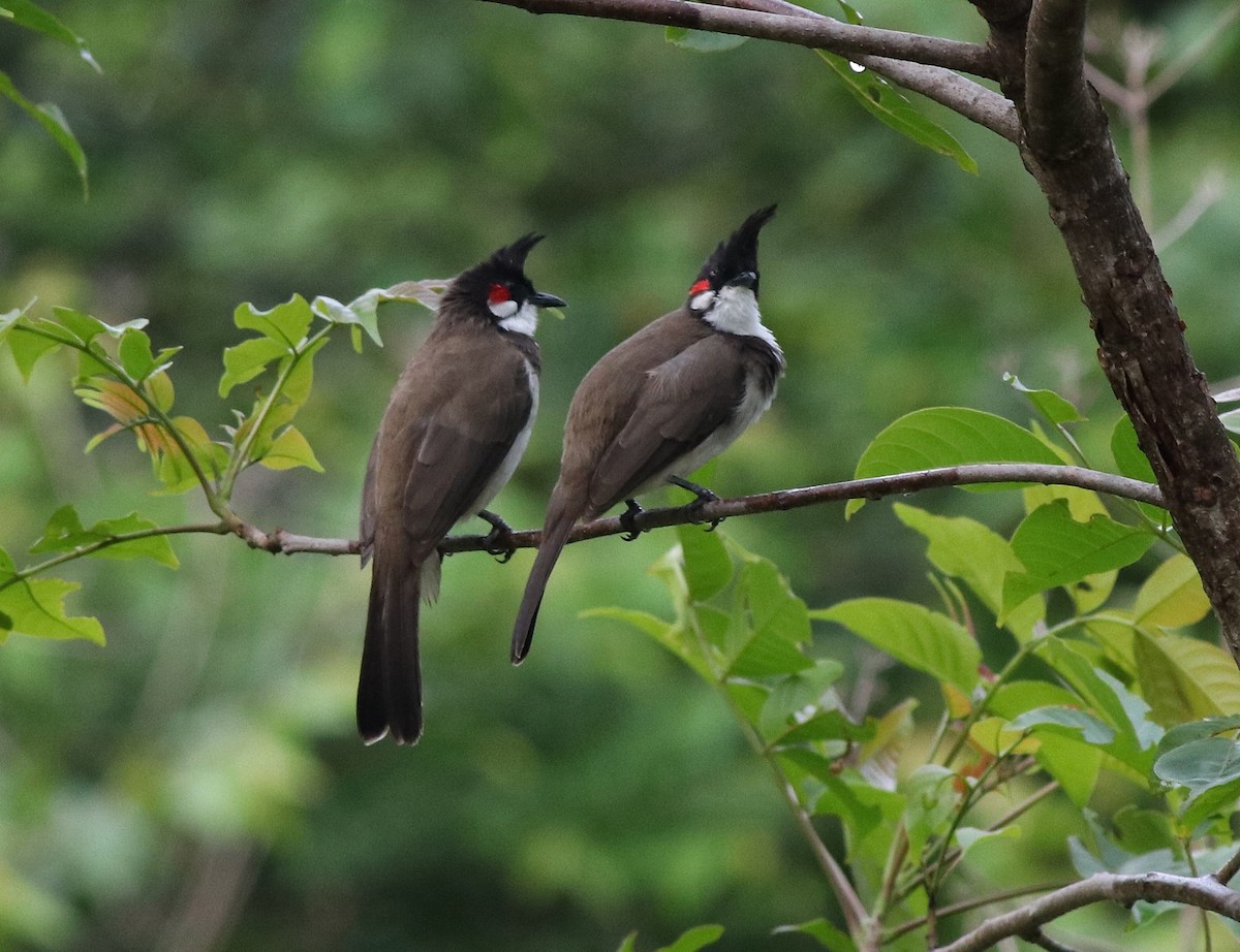 Red-whiskered Bulbul - Afsar Nayakkan