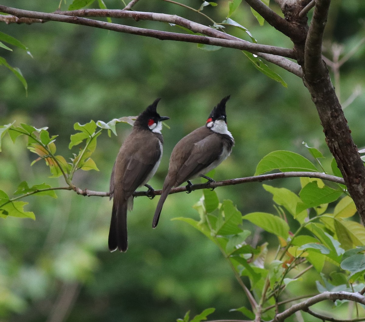 Red-whiskered Bulbul - ML608605202