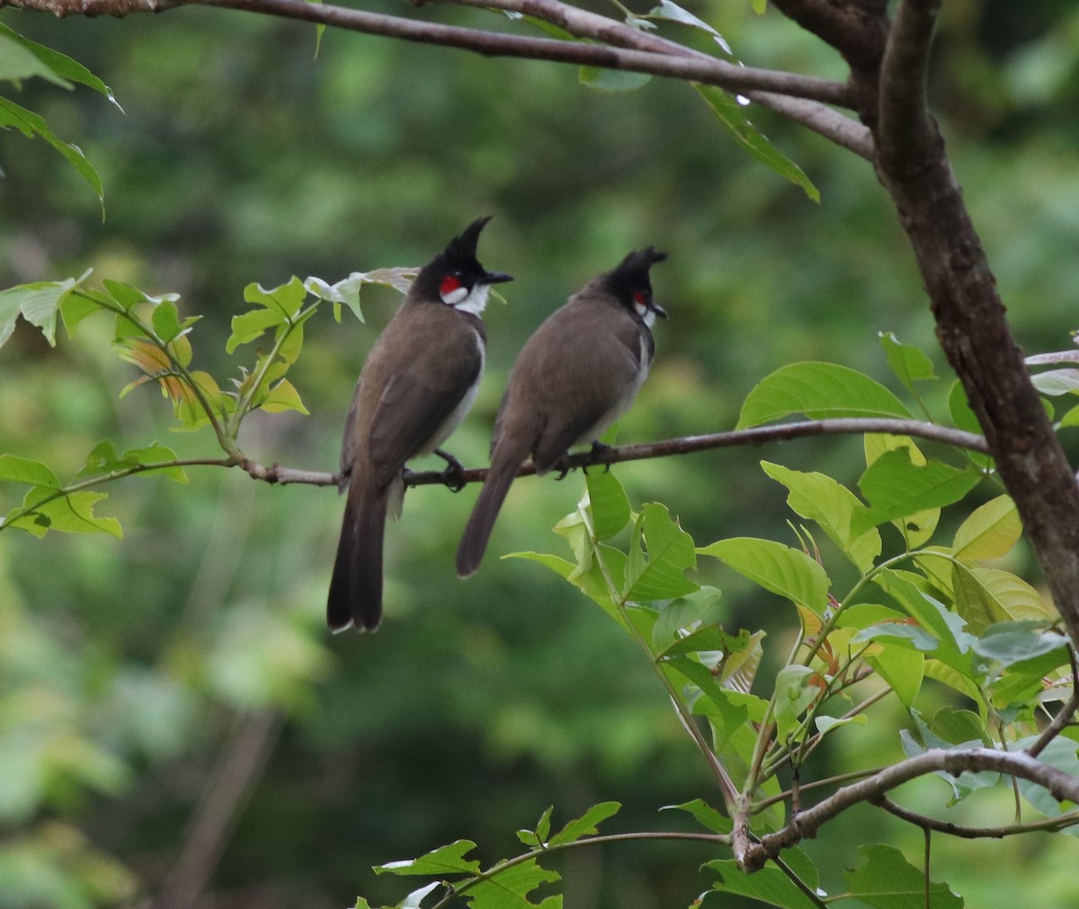 Red-whiskered Bulbul - ML608605203