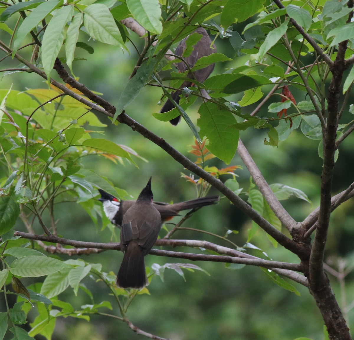 Red-whiskered Bulbul - ML608605204