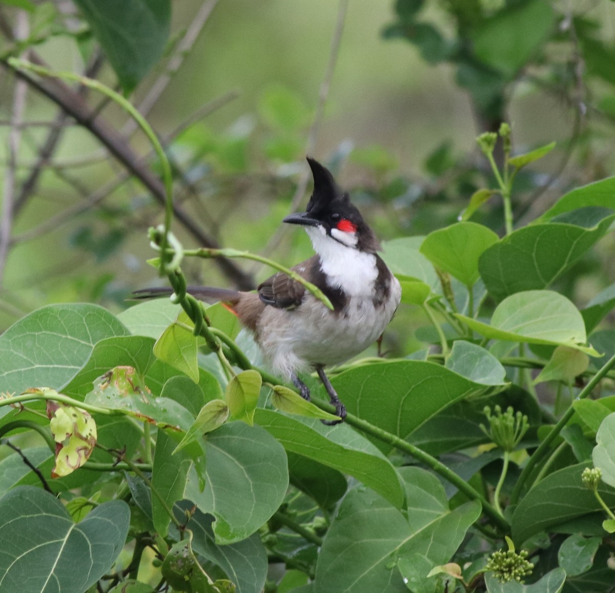 Red-whiskered Bulbul - ML608605205