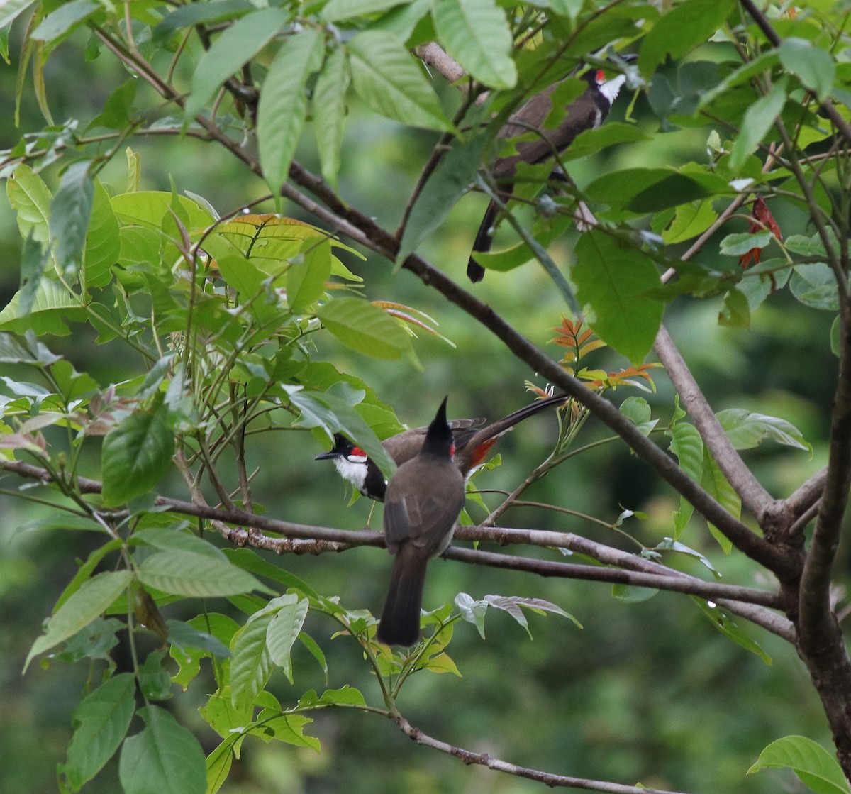 Red-whiskered Bulbul - ML608605206