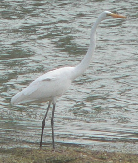 Great Egret - ML608605208