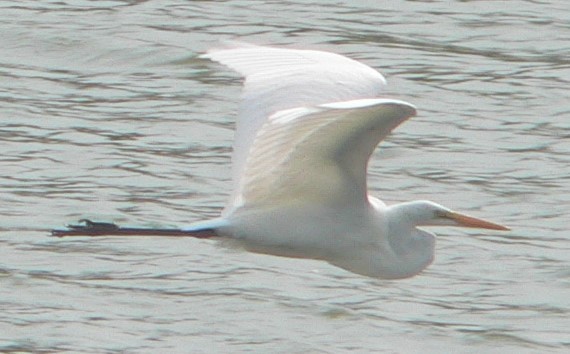 Great Egret - ML608605212