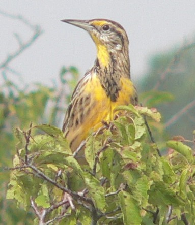 Eastern Meadowlark - ML608605226