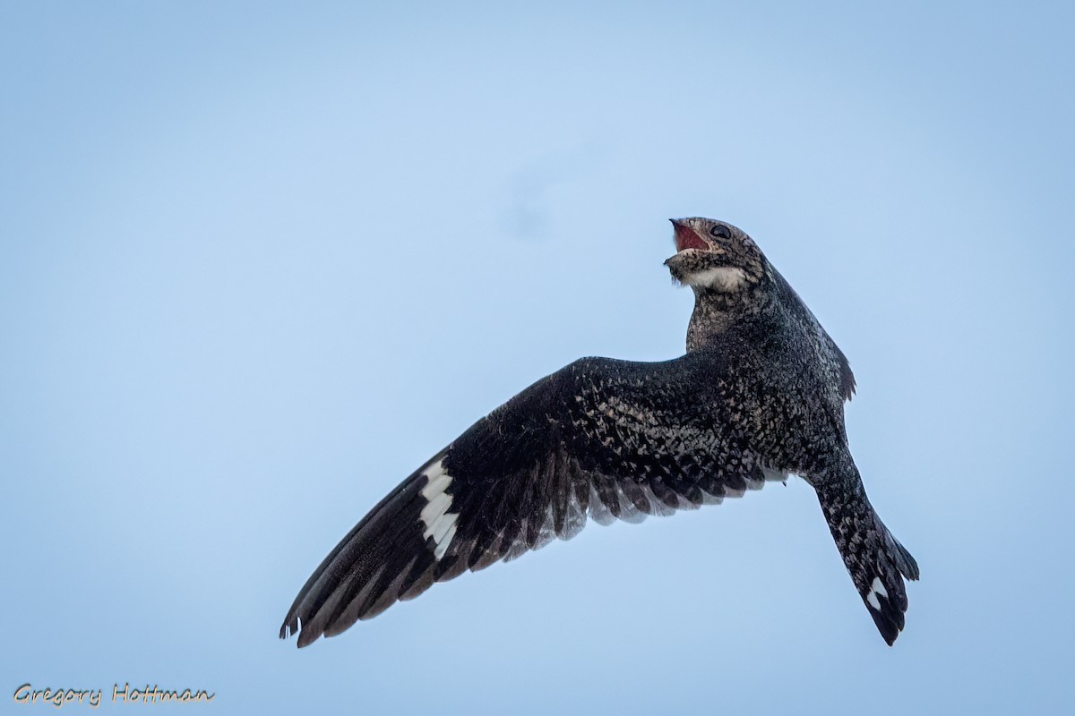 Common Nighthawk - Greg Hottman