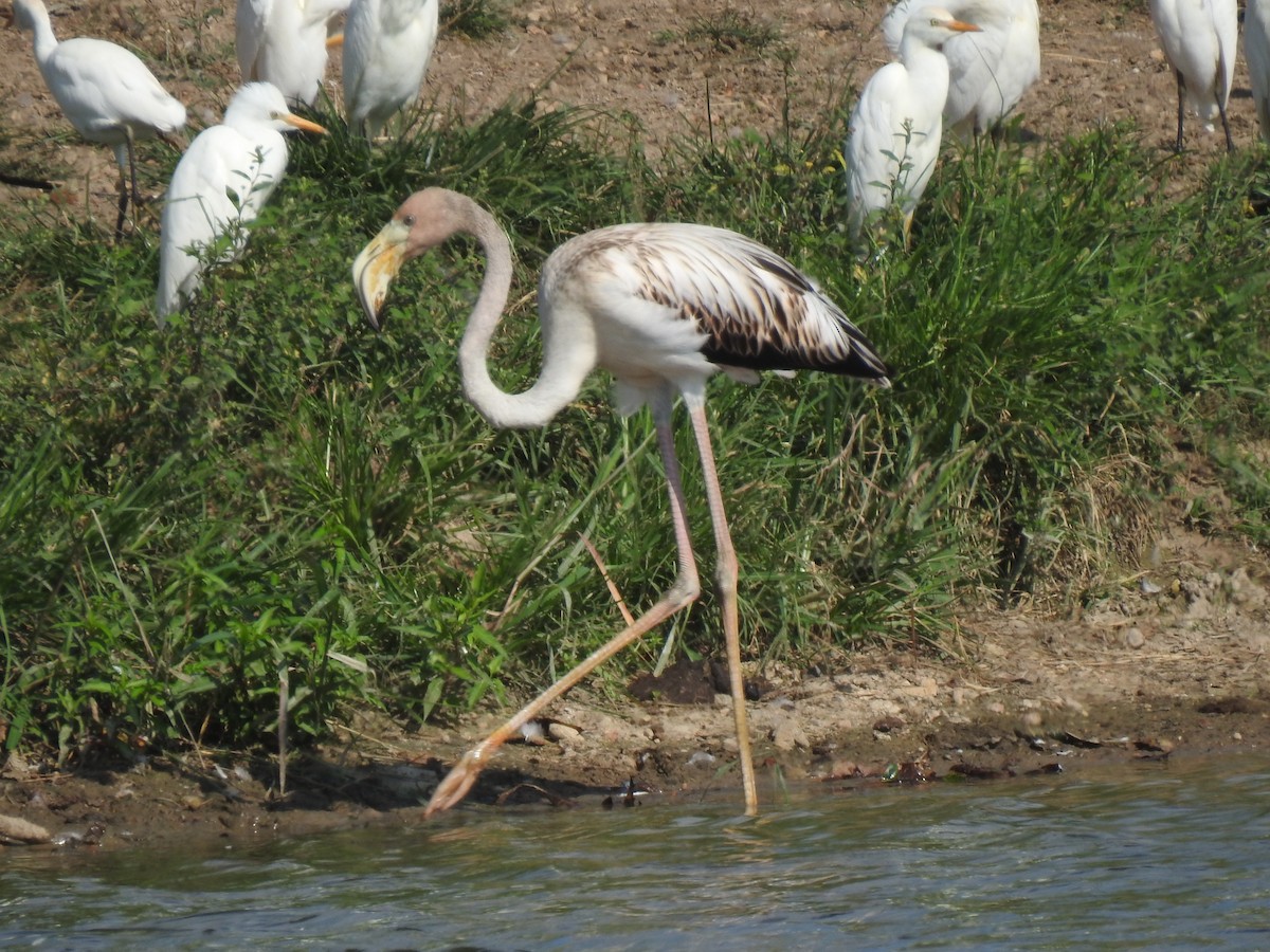 American Flamingo - ML608605347