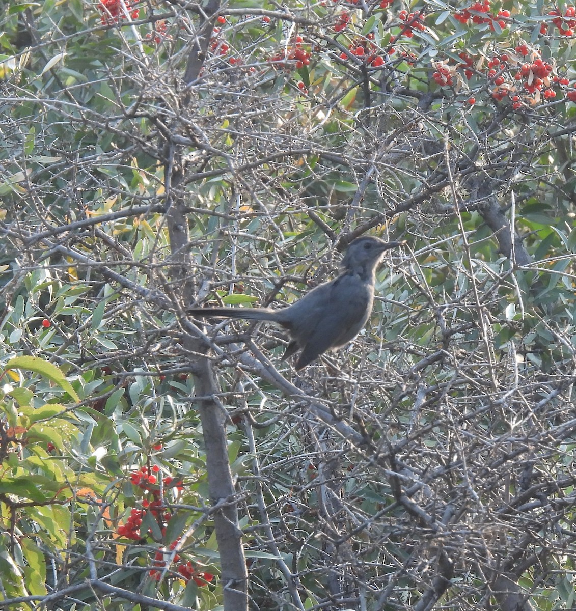 Gray Catbird - ML608605352