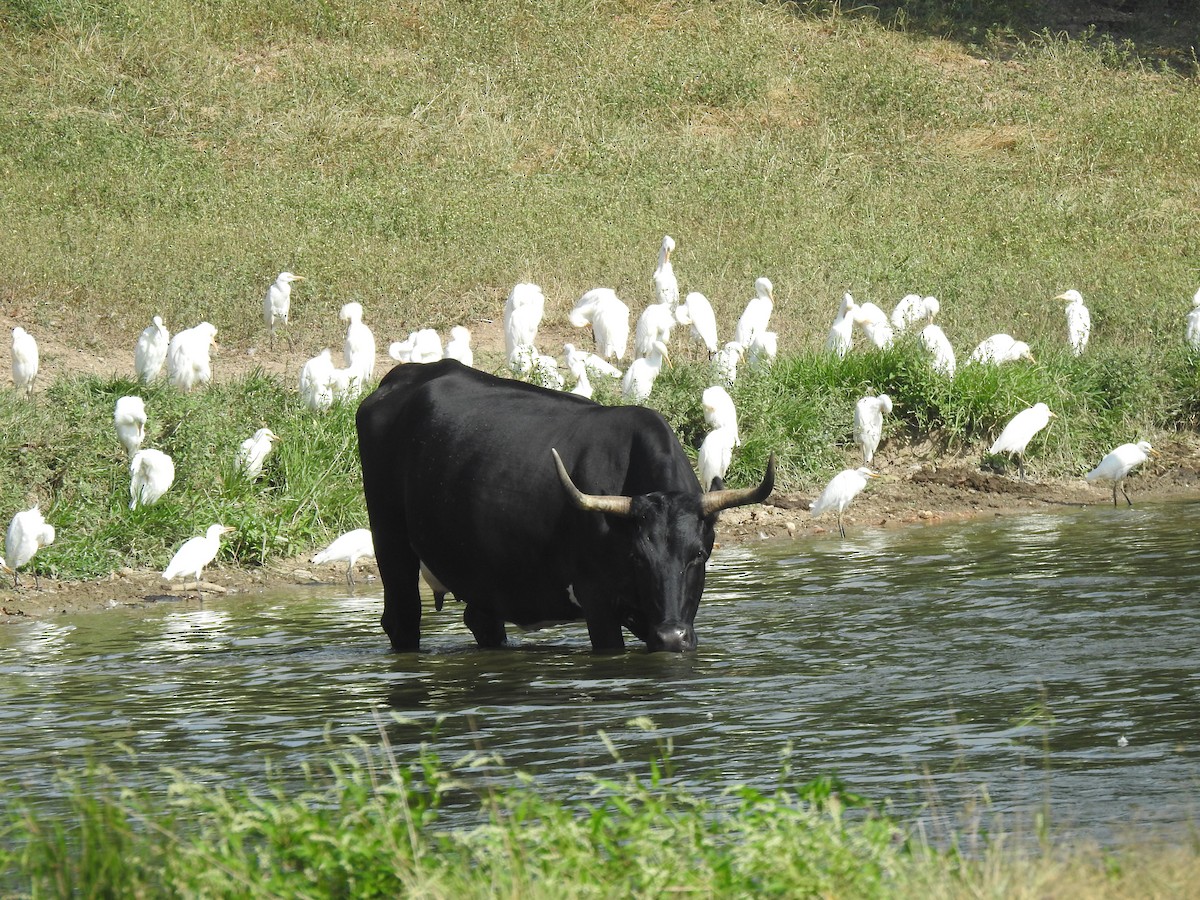 Western Cattle Egret - ML608605359