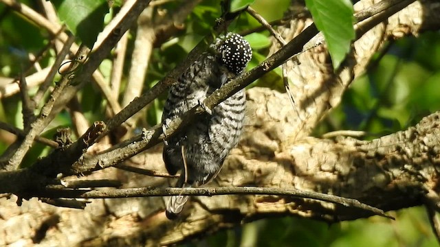 White-barred Piculet - ML608605376