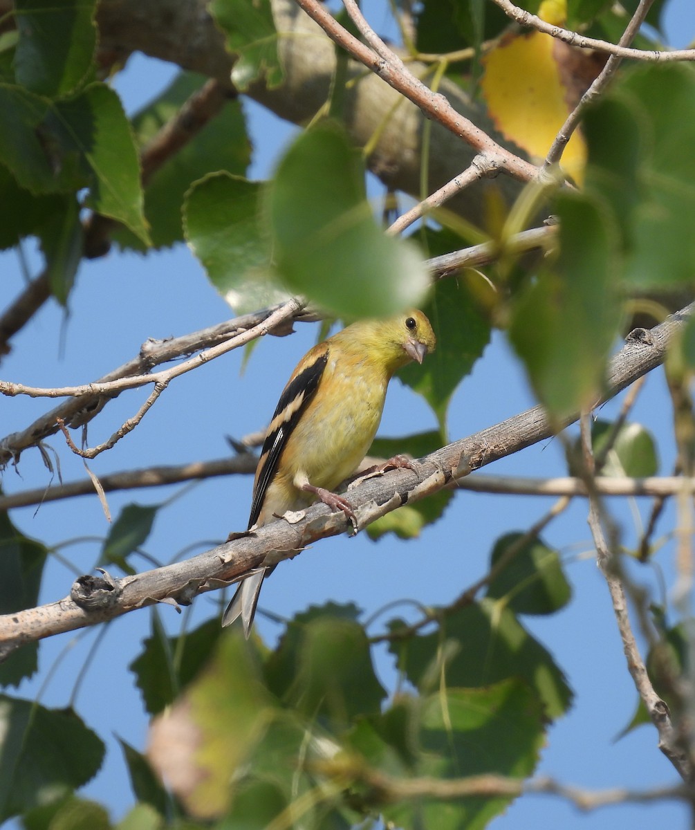 American Goldfinch - ML608605397