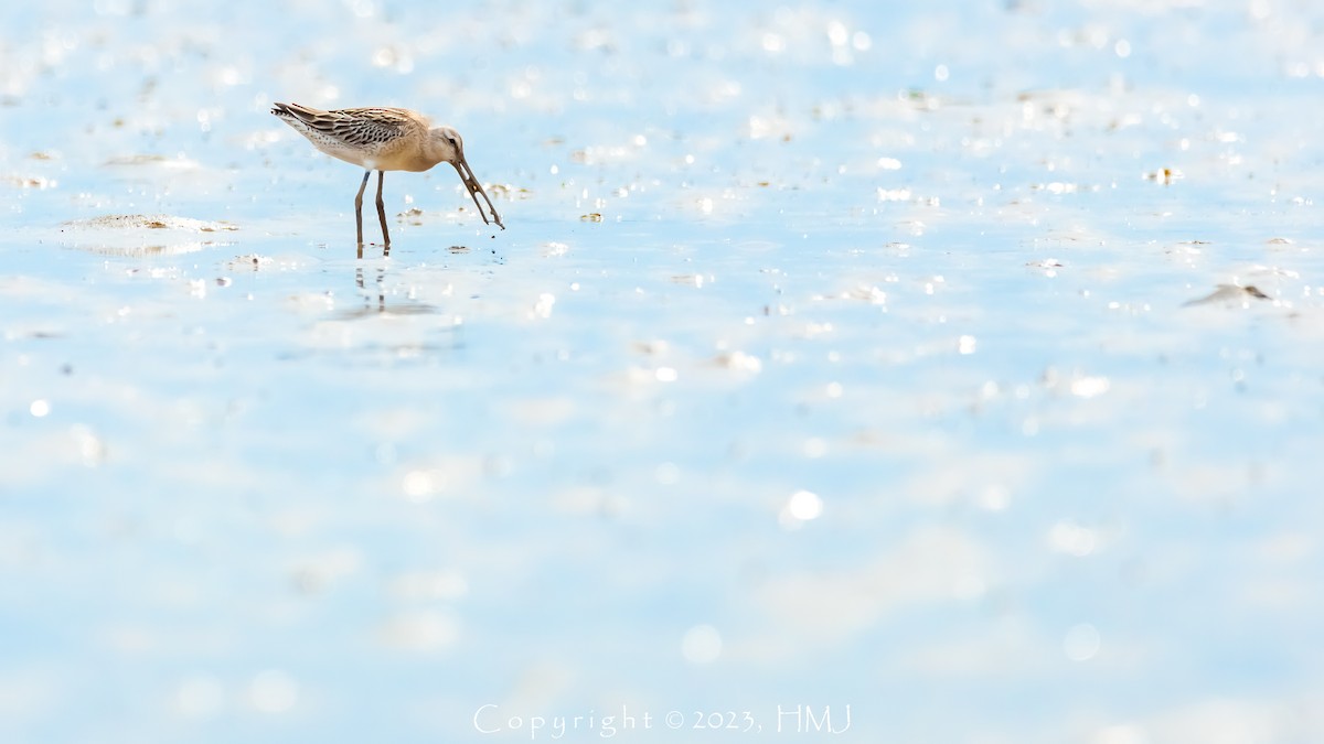 Asian Dowitcher - ML608605490