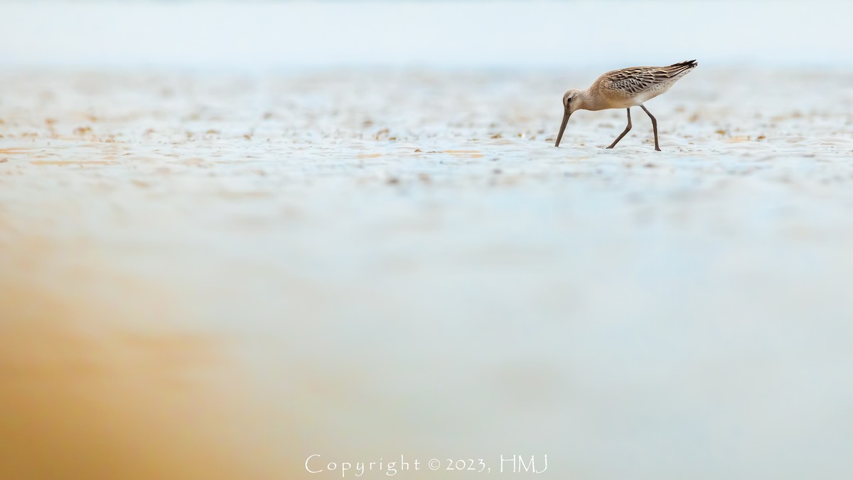Asian Dowitcher - ML608605491