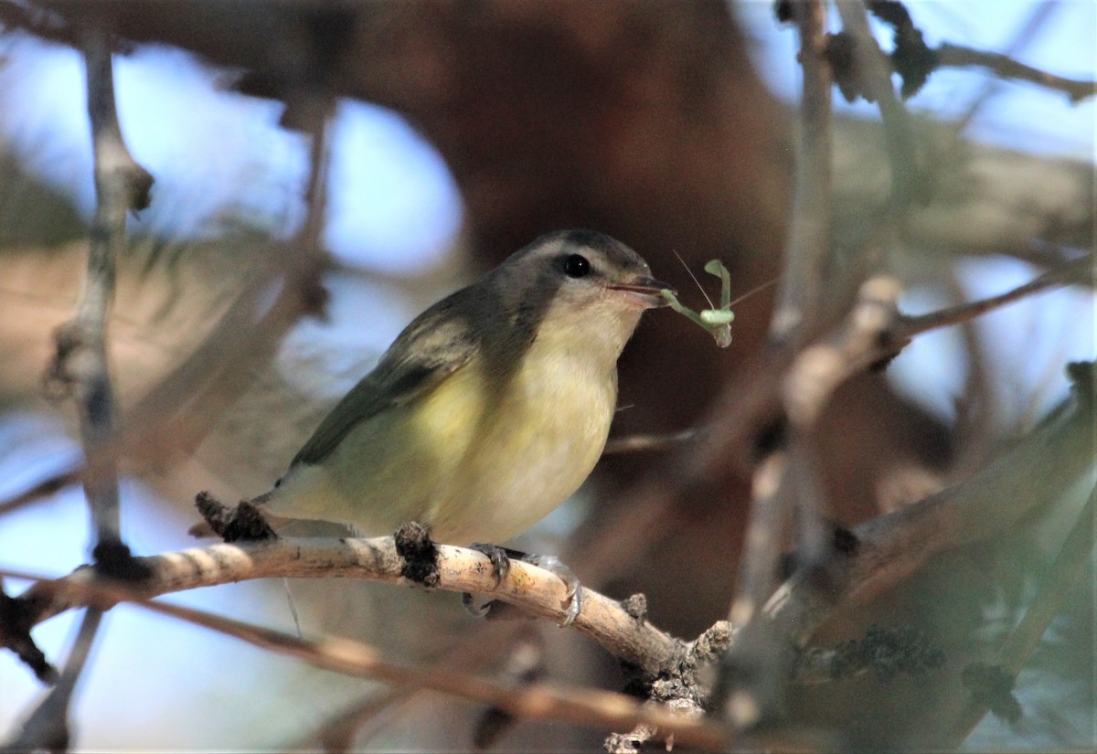 Warbling Vireo - ML608605541