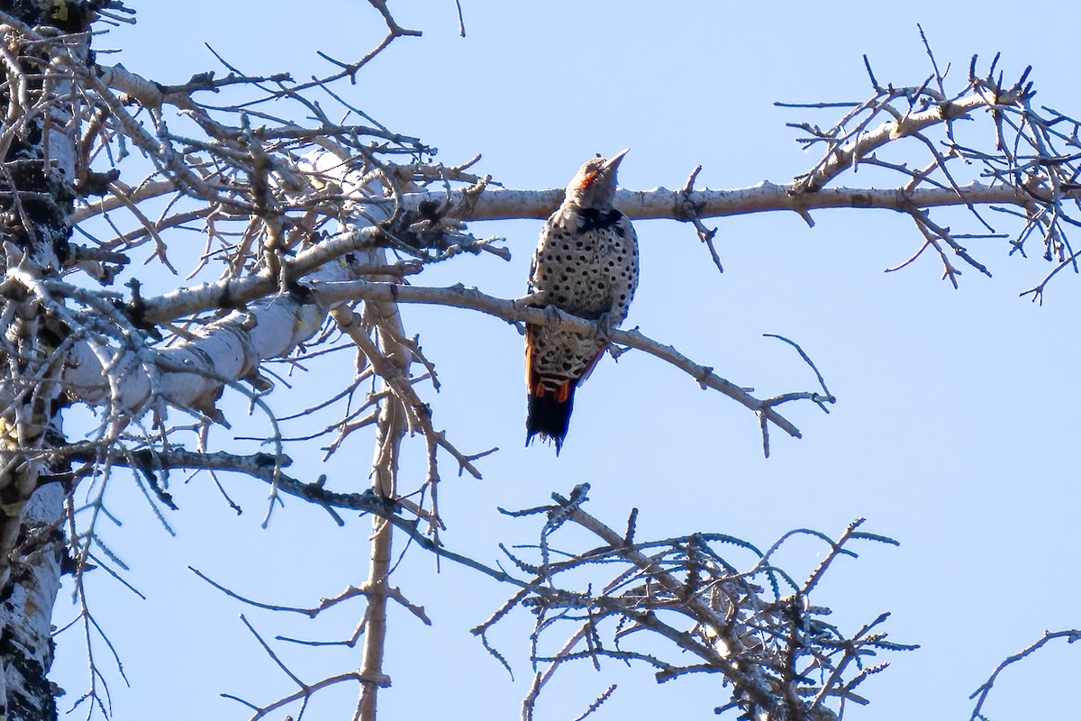 Northern Flicker (Red-shafted) - Paul Beerman