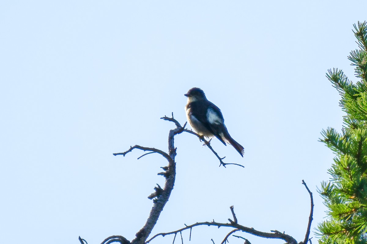 Olive-sided Flycatcher - ML608605546